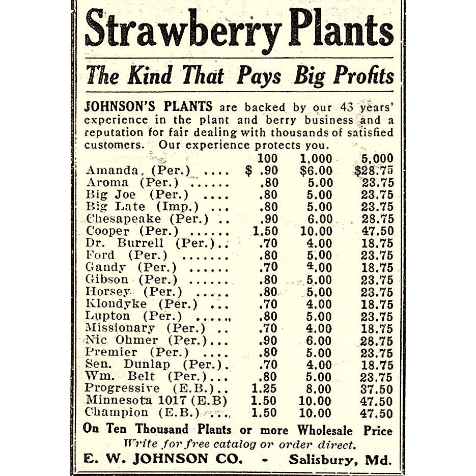 E.W. Johnson Co Strawberry Plants Salisbury MD 1924 Ad AG3-M3