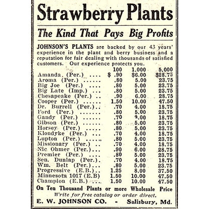 E.W. Johnson Co Strawberry Plants Salisbury MD 1924 Ad AG3-M3