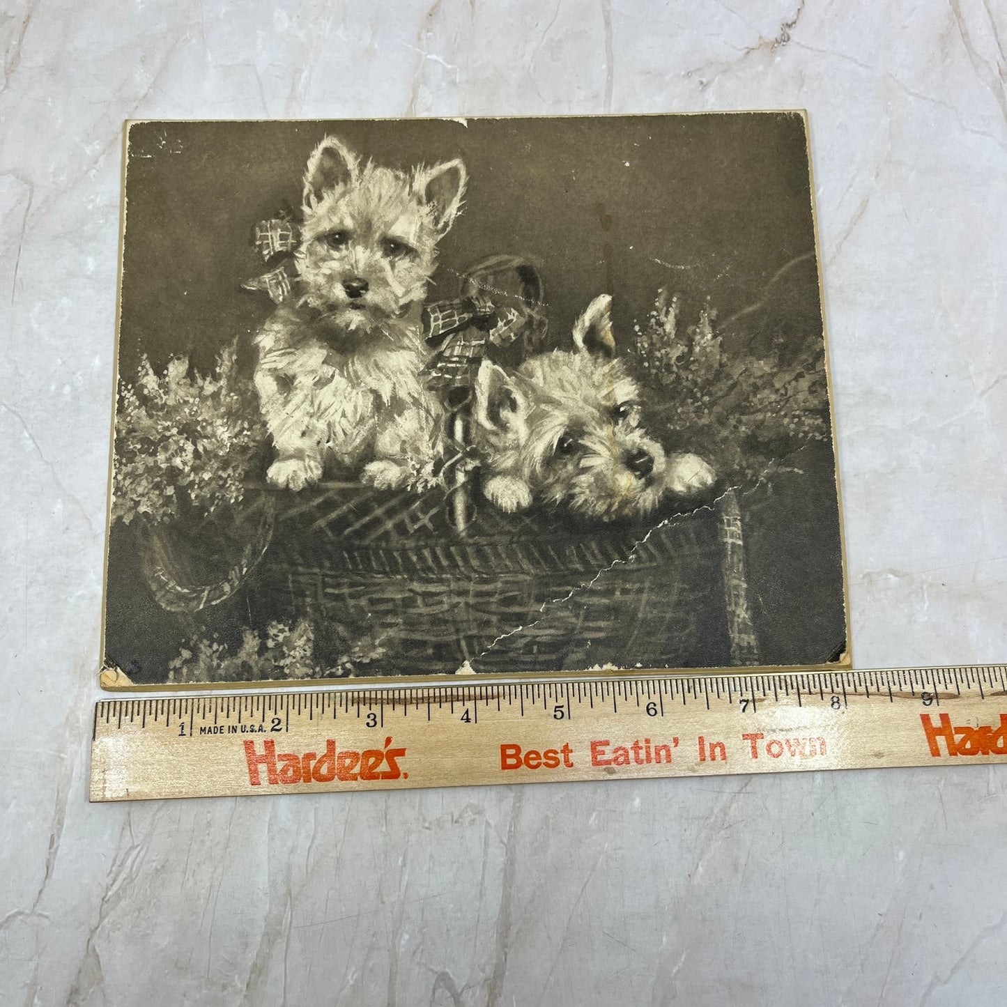 Antique Raphael Tuck Print Heather Bells Scottish Terriers 8x6.5" TI9-P4