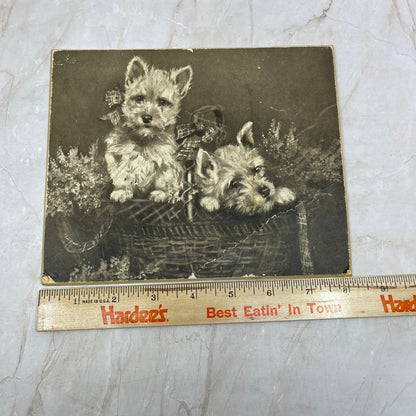 Antique Raphael Tuck Print Heather Bells Scottish Terriers 8x6.5" TI9-P4