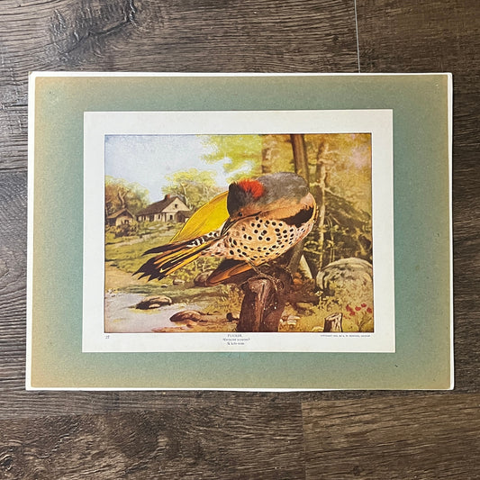 c1900 Original Flicker Colaptes Auratus Audubon Print A.W. Mumford 9x12 Print V2