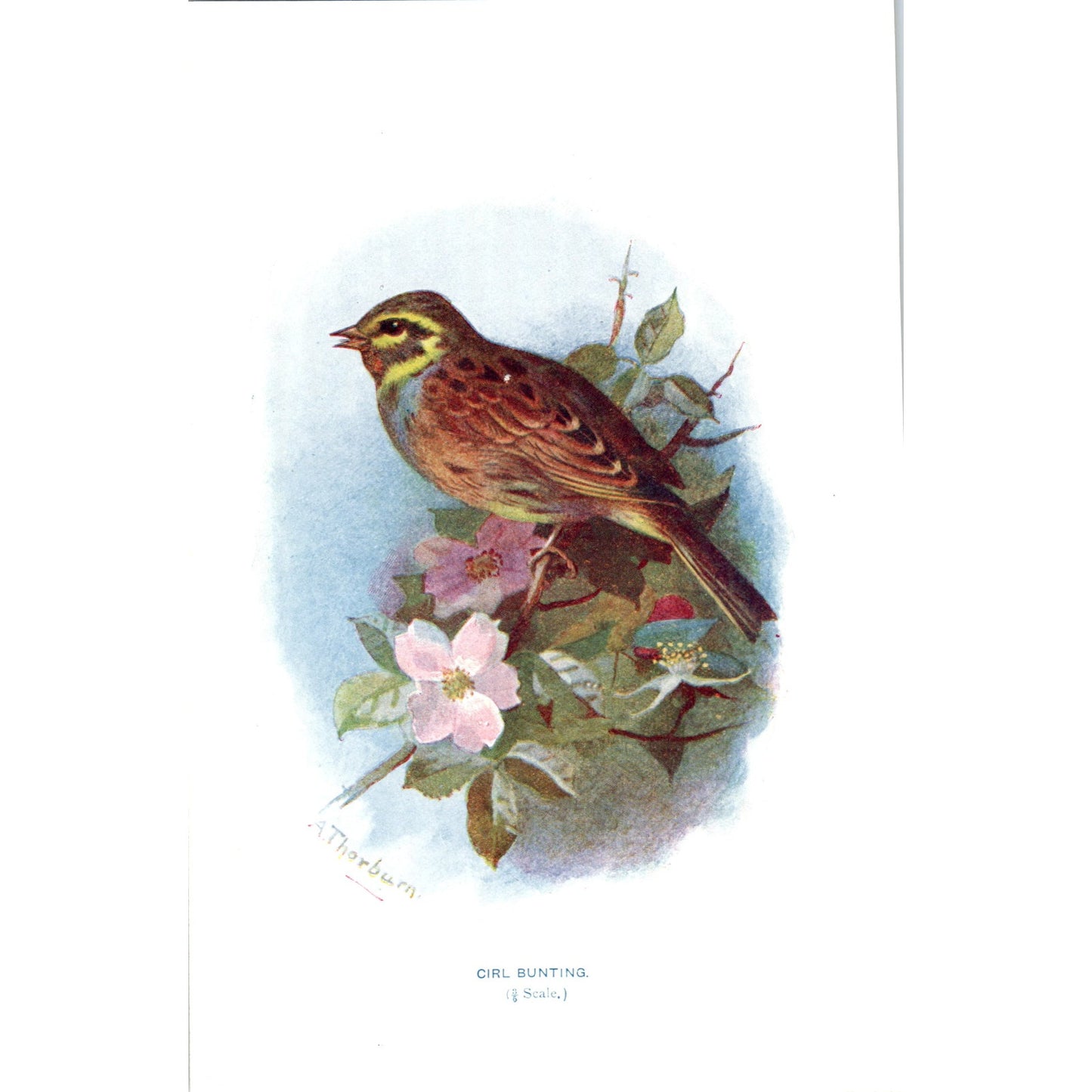Cirl Bunting Bird 1903 Original Color Engraving Plate Print AD8-B5