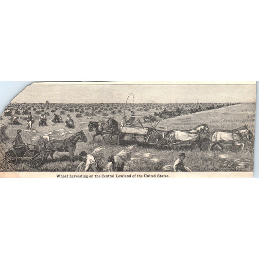 Wheat Harvesting on the Central Lowland of the US 1901 Engraving AF2-A6