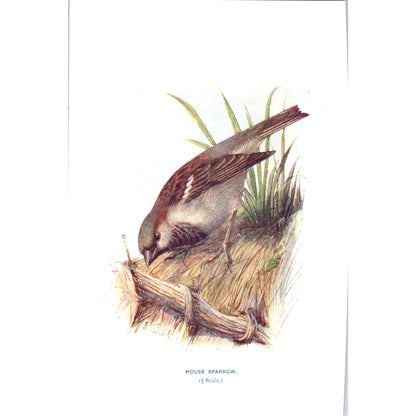 House Sparrow Bird 1903 Original Color Engraving Plate Print AD8-B5