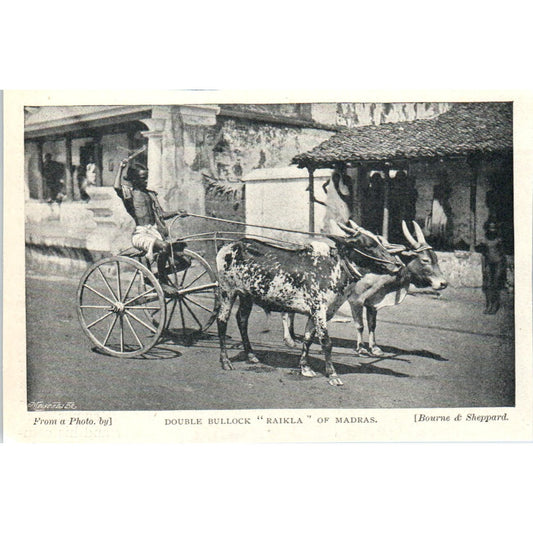 Double Bullock Raikla of Madras 1897 Victorian Photo AE9-TS7