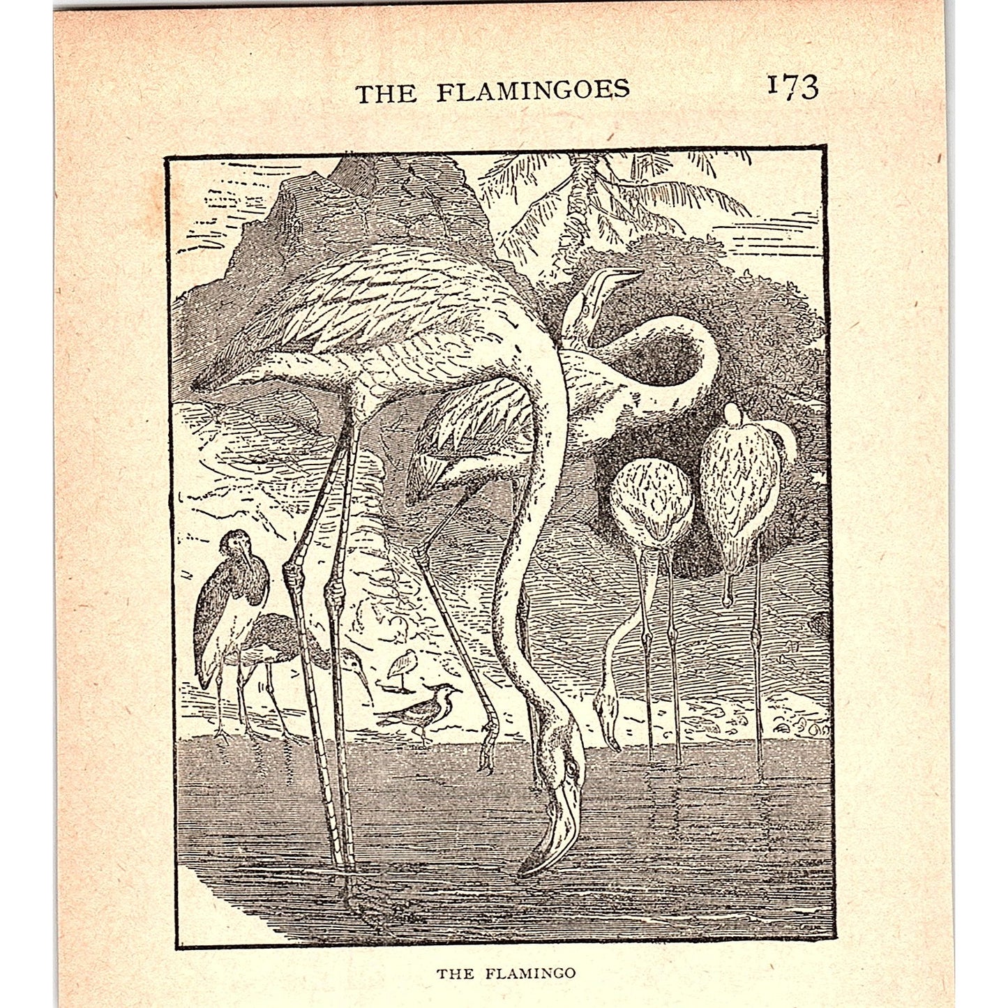 The Flamingo 1902 Engraving Plate AF4-H2