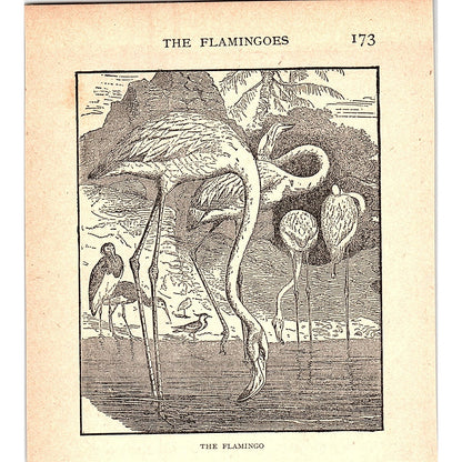 The Flamingo 1902 Engraving Plate AF4-H2