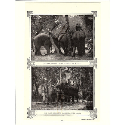 Antique Photograph Prints of Elephants Cleveland Vintage Art Print 6.5x9 V12