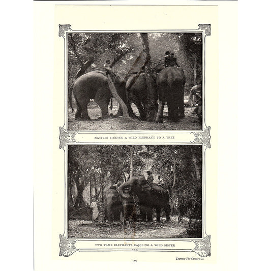 Antique Photograph Prints of Elephants Cleveland Vintage Art Print 6.5x9 V12