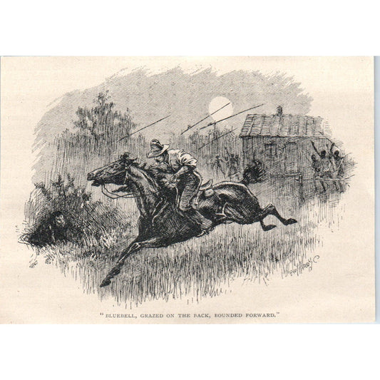 Bluebell Horse Grazed on the Back Bounded Forward 1897 Illustration AE9-TS7