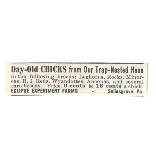 Eclipse Experiment Farms Day-Old Chicks Selinsgrove PA 1924 Ad AG3-S5