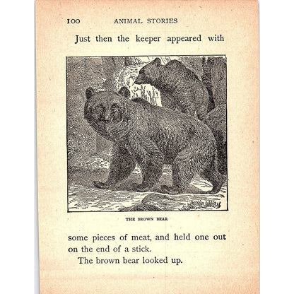 The Spotted Hyena 1902 Engraving Plate AF4-H3