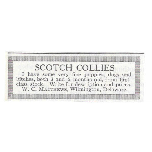 Scotch Collies W.C. Matthews Wilmington DE 1913 Magazine Advertisement AE7-N8