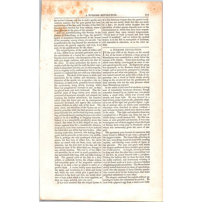 The Hyena Hyæna - 2 Pages 1854 Article I19