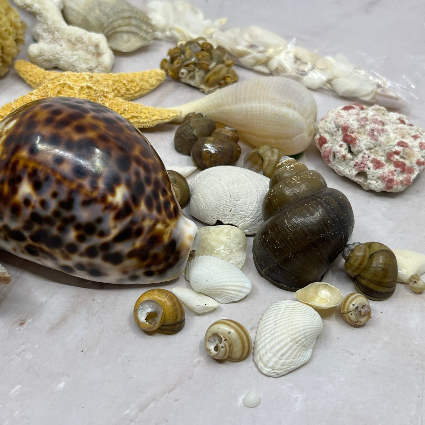 Huge Lot of Assorted Sea Shells Seashells TG7