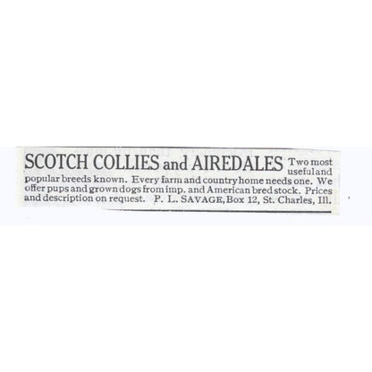 Scotch Collie Airedale P.L. Savage St. Charles IL 1913 Magazine Advert AE7-N8