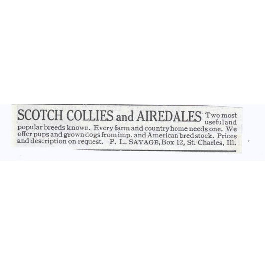 Scotch Collie Airedale P.L. Savage St. Charles IL 1913 Magazine Advert AE7-N8