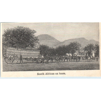 South African Ox Team 1901 Engraving AF2-A6