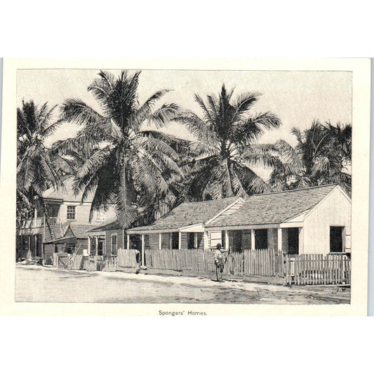 Sponge Fishermen's Spongers Homes Sketch 1892 Magazine Print AK5-H8