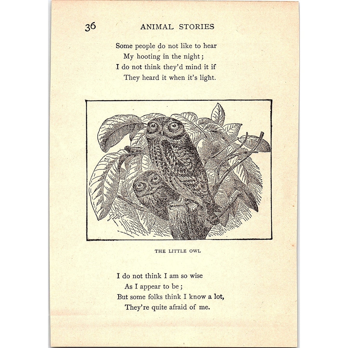 The Tawny Owl 1902 Engraving Plate AF4-H4