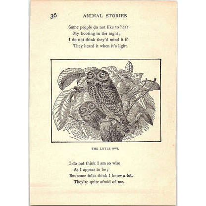The Tawny Owl 1902 Engraving Plate AF4-H4