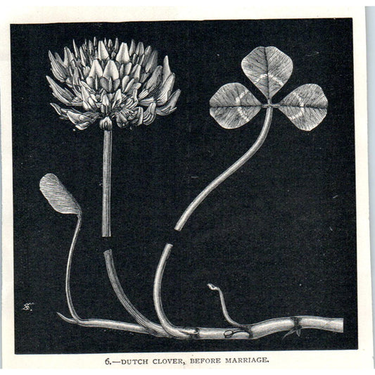 Dutch Clover, Before Marriage 1897 Victorian Illustration AE9-TS5