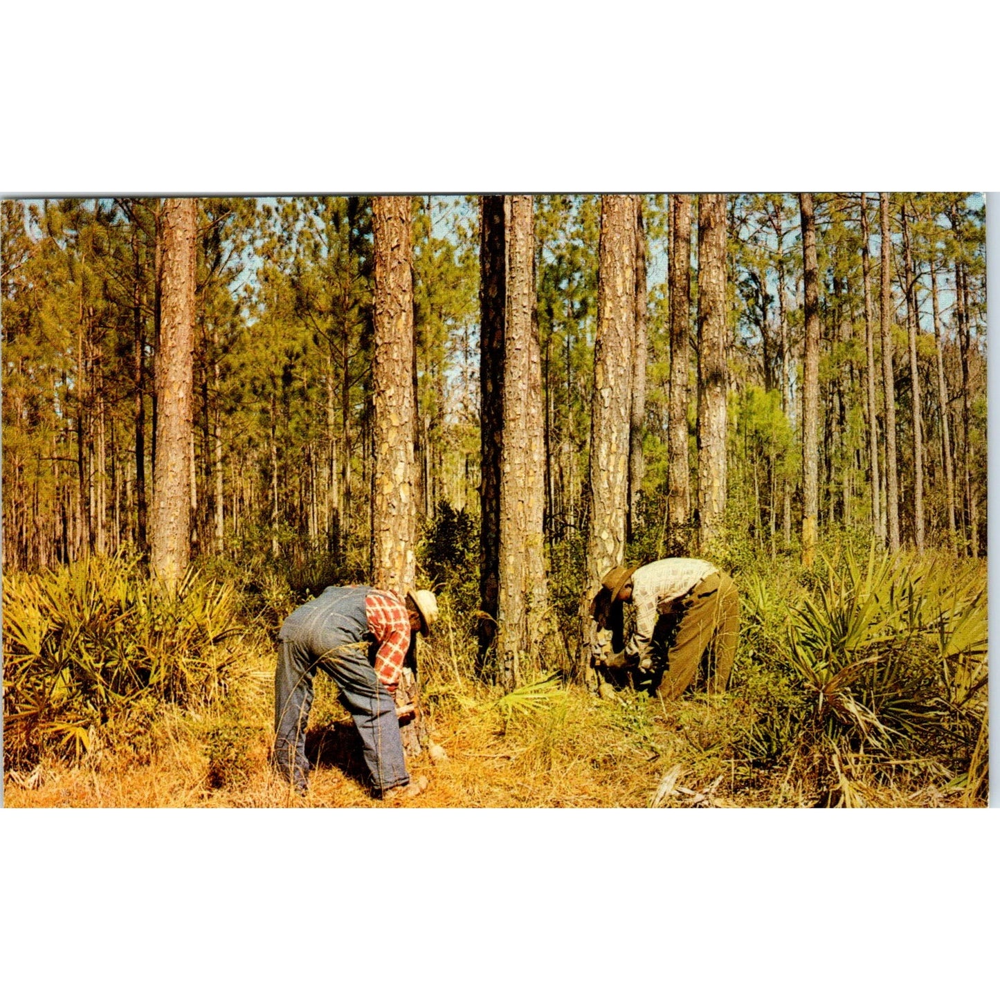 Chipping a Pine Tree for Gum Pearson Georgia Vintage Postcard PE4