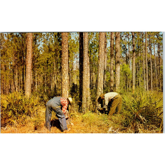 Chipping a Pine Tree for Gum Pearson Georgia Vintage Postcard PE4