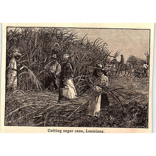 Cutting Sugar Cane in Louisiana 3x4" 1901 Engraving AF6-M12