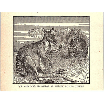 Mr & Mrs Kangaroo at Dinner in the Jungle 1902 Engraving Plate AF4-M1