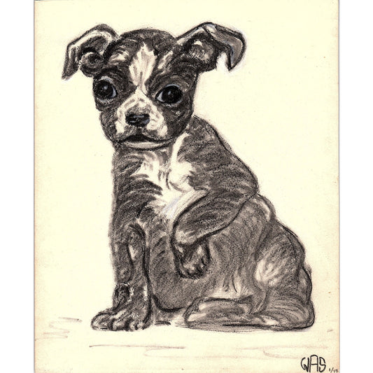 1940s Original Sketch of Boston Terrier Puppy Dog Winifred Schutsky D26-2