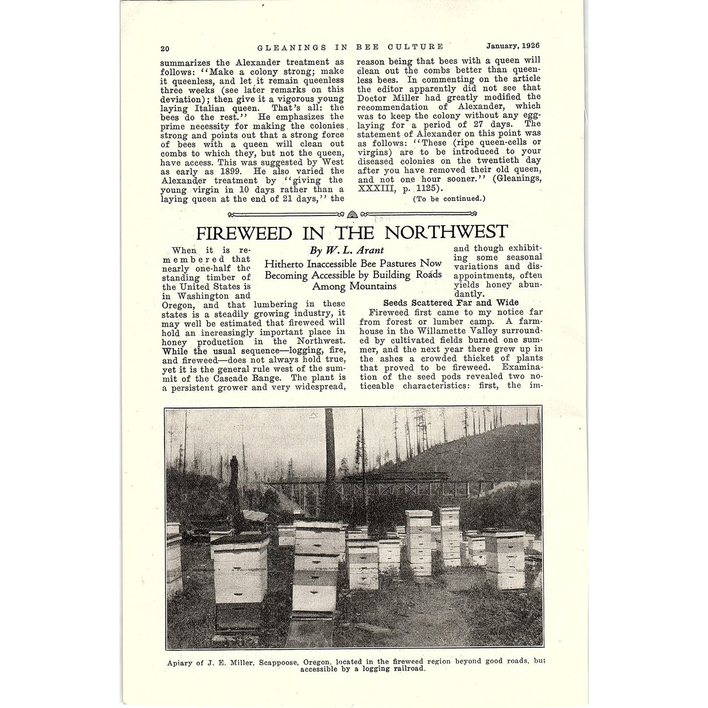Fireweed in the Northwest W.L. Arant 3 Page Beekeeping Article 1926 AG3-9