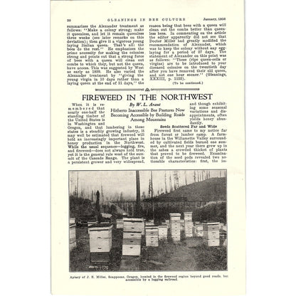 Fireweed in the Northwest W.L. Arant 3 Page Beekeeping Article 1926 AG3-9