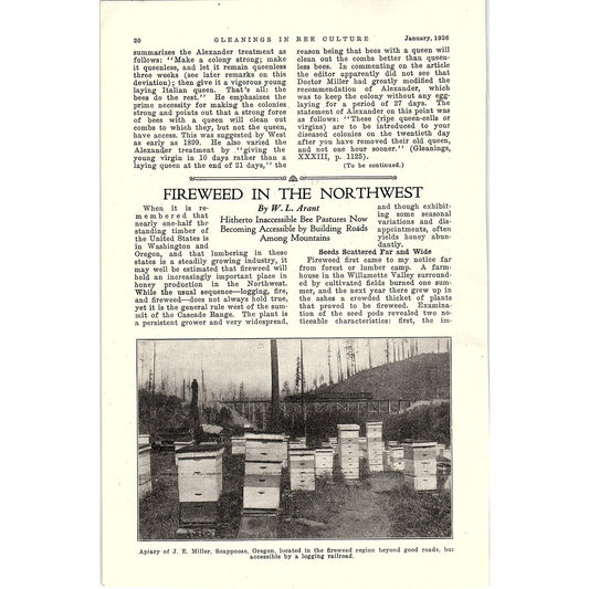Fireweed in the Northwest W.L. Arant 3 Page Beekeeping Article 1926 AG3-9