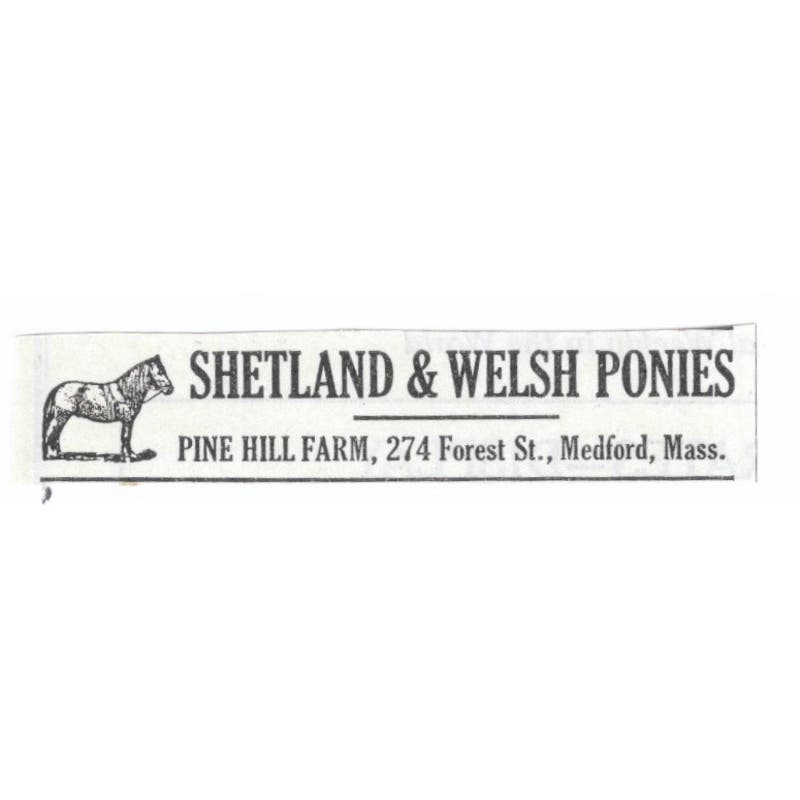 Shetland & Welsh Ponies Pine Hill Farm Medford MA 1913 Magazine Advert AE7-N8