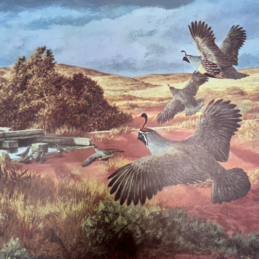 Gambel's Quail at a Desert Guzzler - Beecham 10x14" Art Print V23