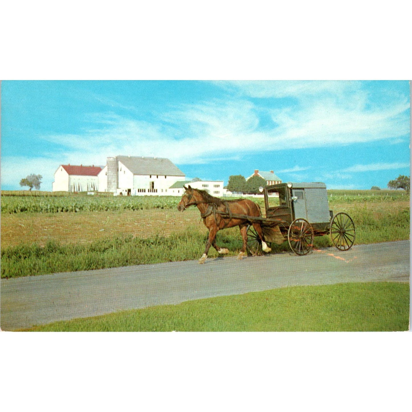 The Amish Family Carriage Pennsylvania Dutch Country Postcard PD7