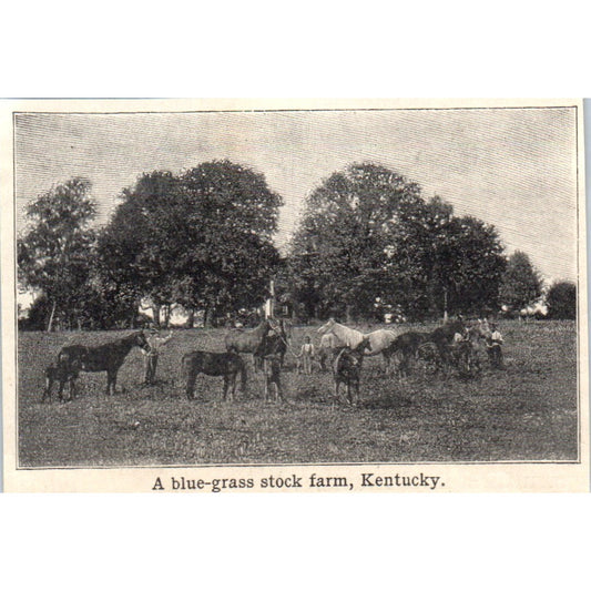 A Bluegrass Stock Farm in Kentucky 1901 Engraving AF2-P1
