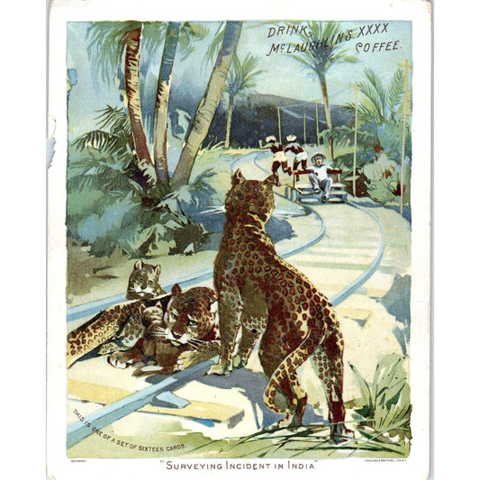 1880s Leopards Surveying India McLaughlin's Coffee Victorian Trade Card AE9-LT