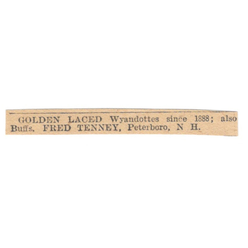 Golden Laced Wyandottes Fred Tenney Peterboro NH 1905 Magazine Ad AF1-NES4