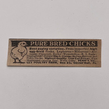 Ley Poultry Farm Pure Bred Chicks Center Hall PA 1926 Ad AG3-S1