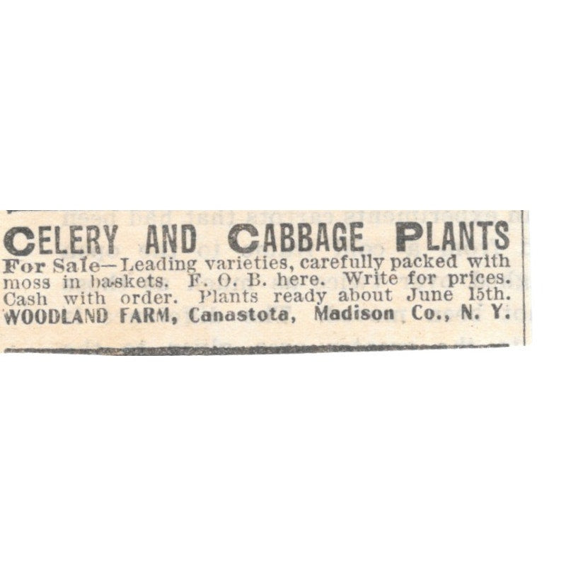 Celery & Cabbage Plants Woodland Farm Canastota NY 1905 Magazine Ad AF1-NES1