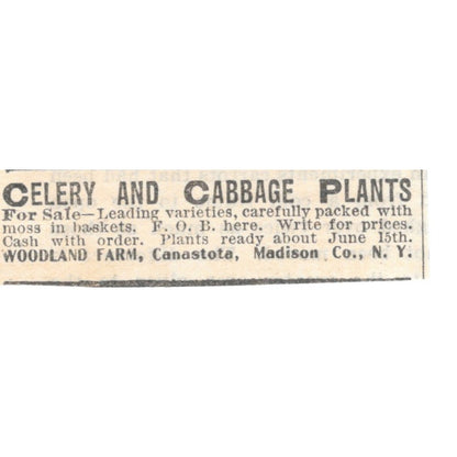 Celery & Cabbage Plants Woodland Farm Canastota NY 1905 Magazine Ad AF1-NES1