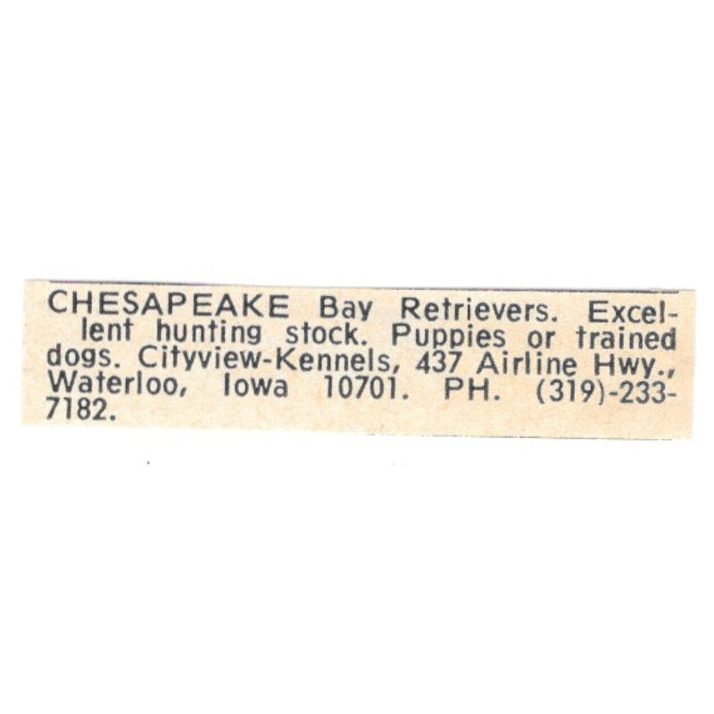Citview-Kennels Chesapeake Bay Retrievers Waterloo Iowa 1977 Ad AF6-S8