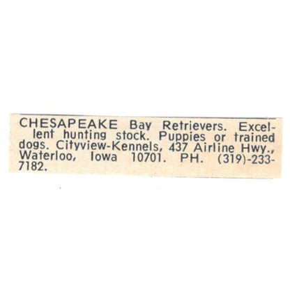 Citview-Kennels Chesapeake Bay Retrievers Waterloo Iowa 1977 Ad AF6-S8
