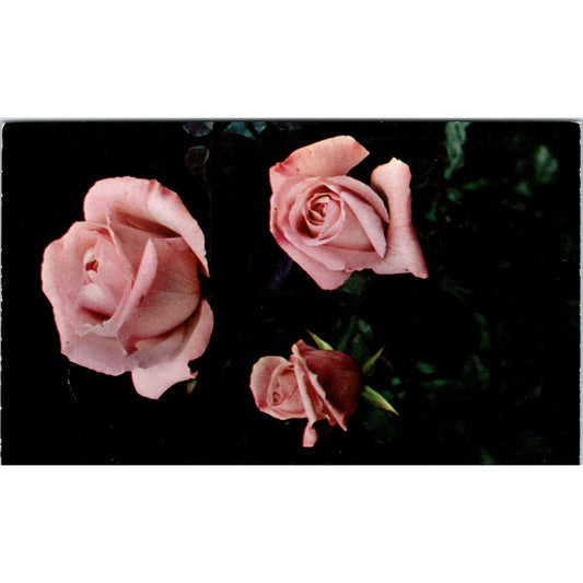 Portland Pink Hybrid Tea Roses OR Vintage Postcard PE3