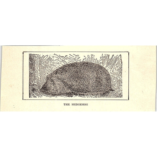 The Hedgehog 1902 Engraving Plate AF4-M1