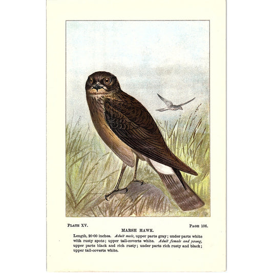 Marsh Hawk Bird 1901 Original Color Engraving Plate AF3-12