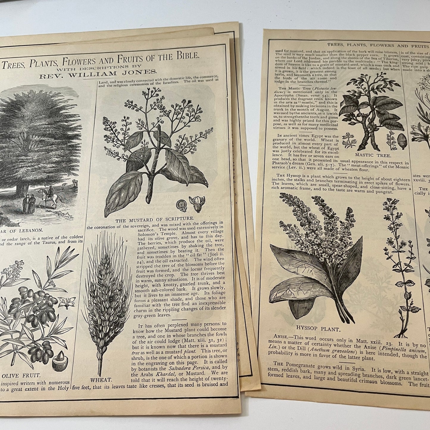 Natural History of the Bible Animals Birds Trees Plants 1892 Book Engravings TK2