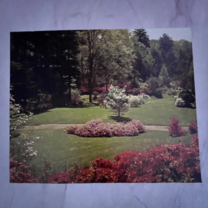 Southern Pines North Carolina Spring Blossom Scene 8x10" Art Print V17